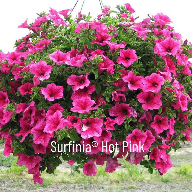 Hovedbilde Superpetunia 
