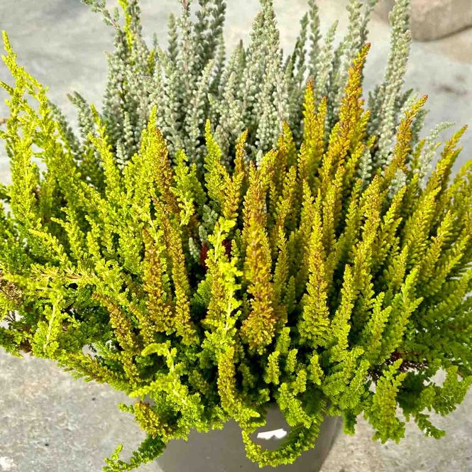 Hovedbilde Lyng, Calluna 'Sunset Fire'