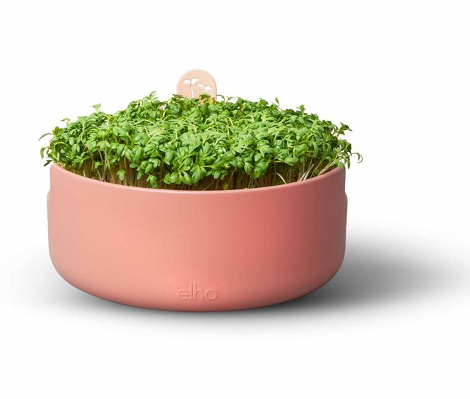 Hovedbilde Spireboks, Magic microgreens