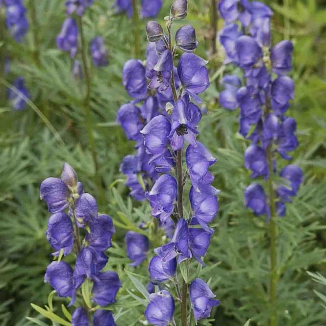 Hovedbilde Storhjelm