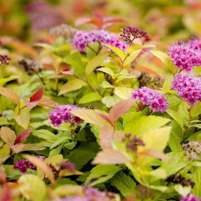 Hovedbilde Spirea, Japan- 'Magic Carpet'
