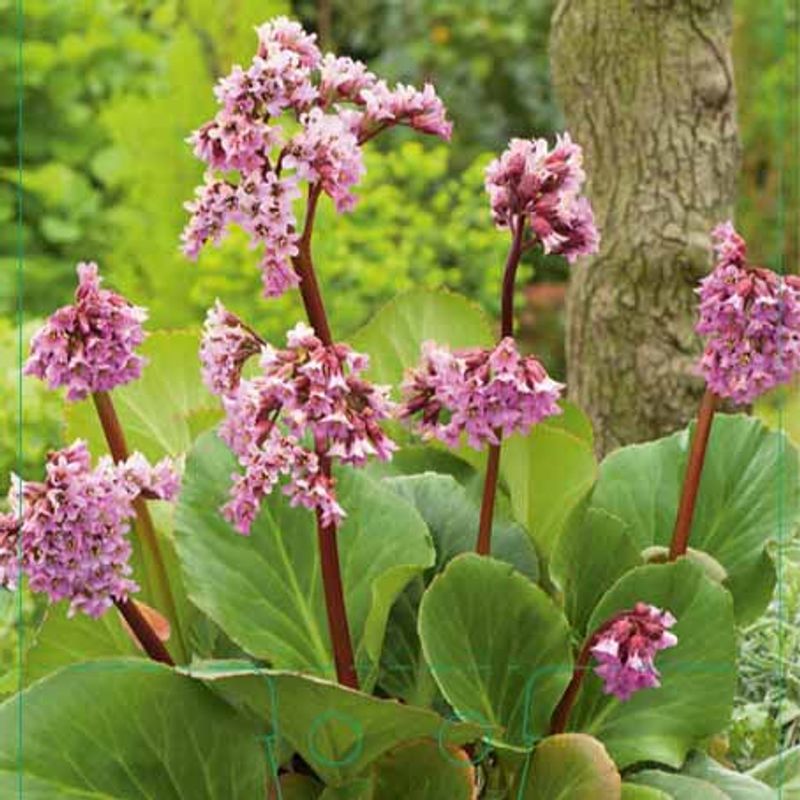 Hjertebergblomst 'Winterglut'