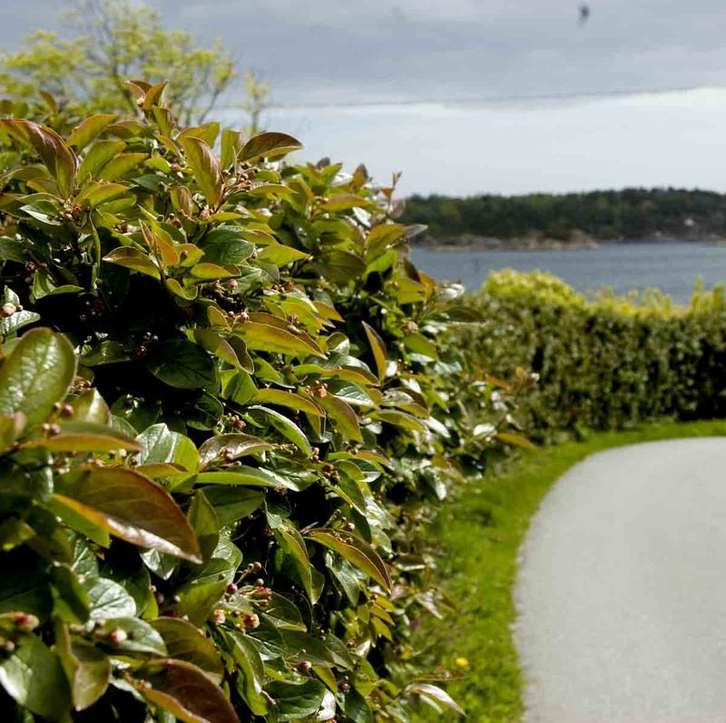 Blankmispel, Romsdal