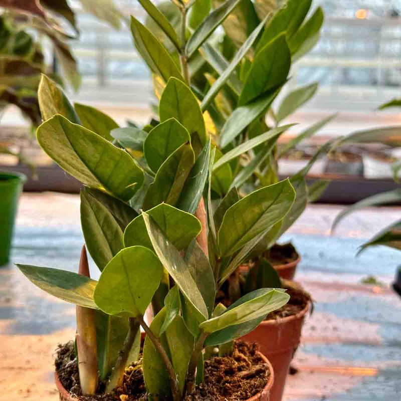 Zamioculcas xamiifolia
