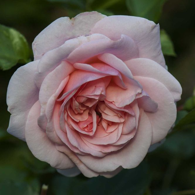 Hovedbilde Historisk rose 'Dronningen av Danmark, Busk-