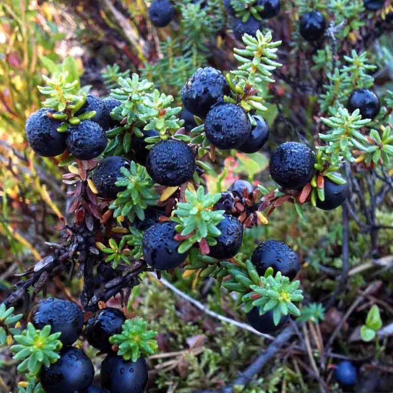 Fjellkrekling DUETT® 'Epldue' 