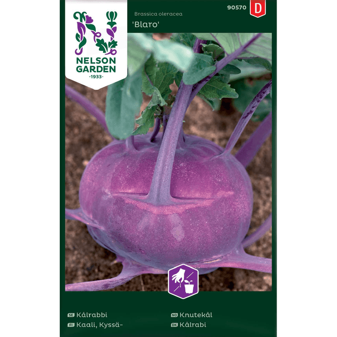 Hovedbilde Knutekål 'Blaro' fiolett