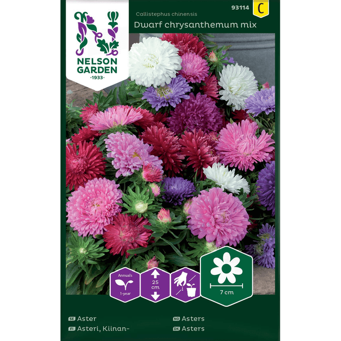 Hovedbilde Asters 'Dwarf chrysantemum mix'