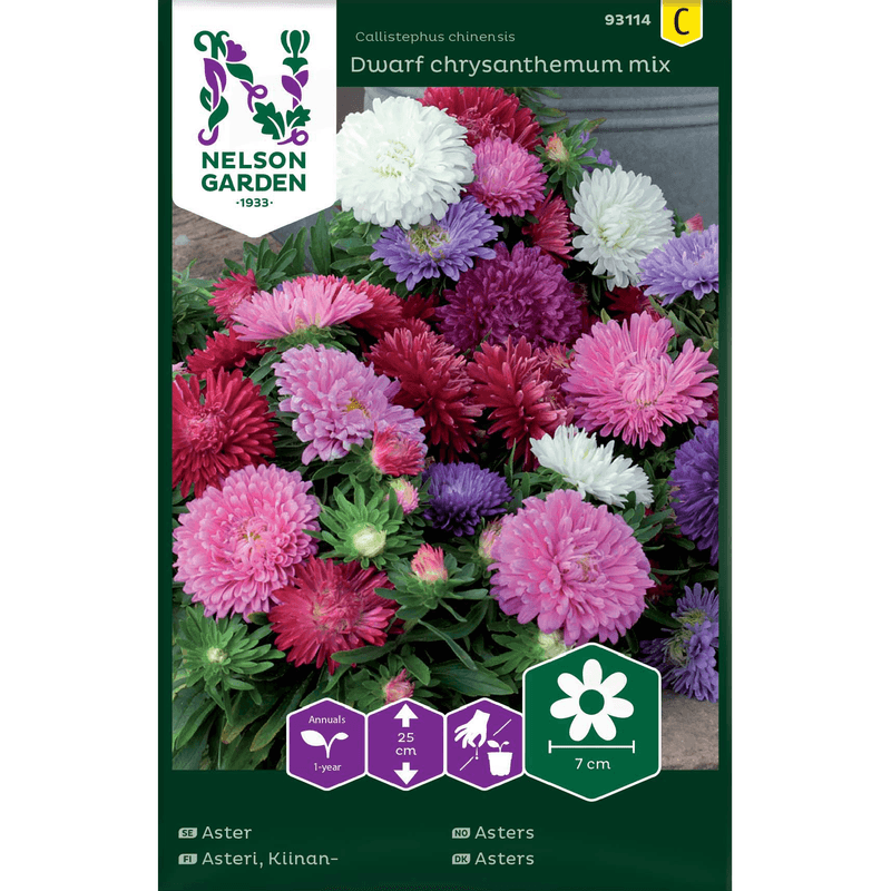 Asters 'Dwarf chrysantemum mix'