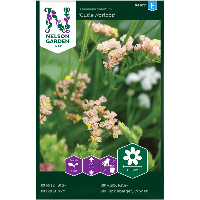 Knerisp 'Cutie Apricot'