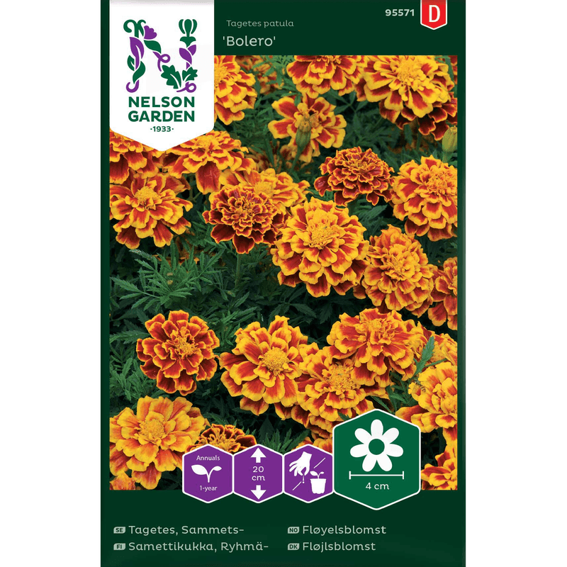 Fløyelsblomst 'Bolero' lav