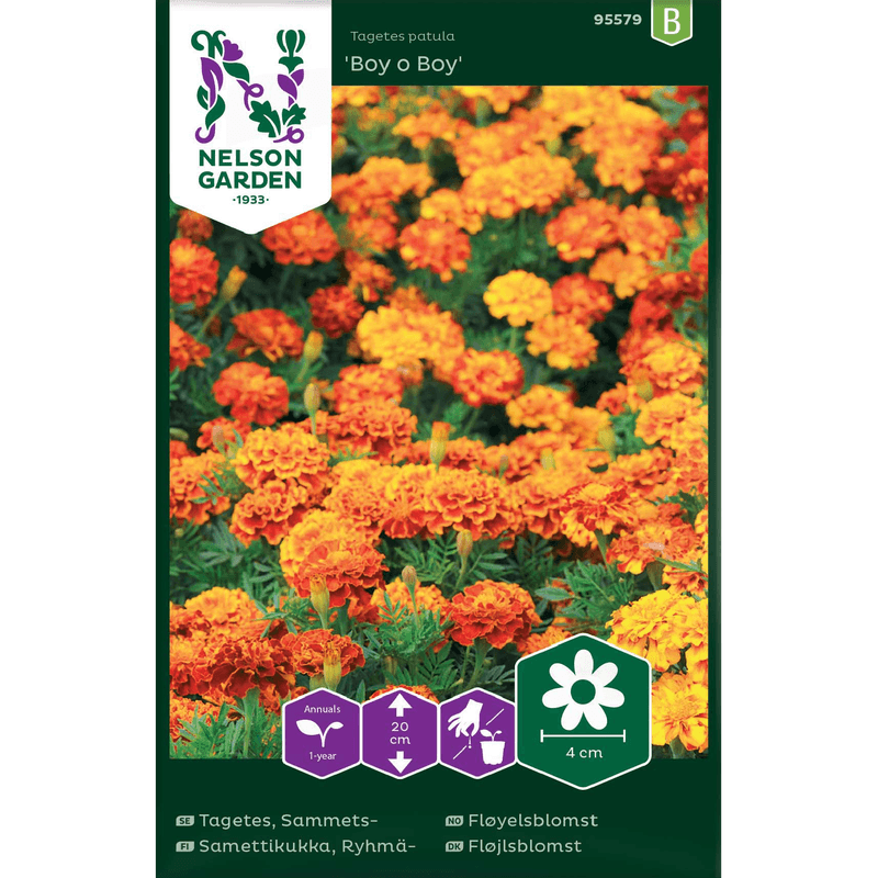 Fløyelsblomst 'Boy o Boy'  lav, blandede farger