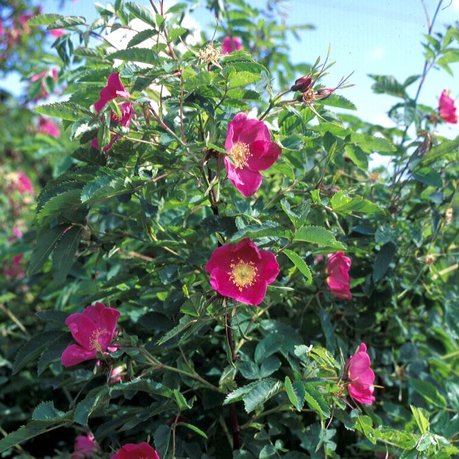 Hovedbilde Bergrose 'Lina', Busk-