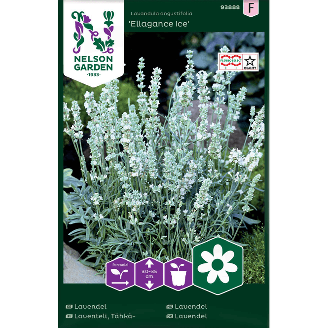 Hovedbilde Lavendel 'Ellagance Ice' hvit