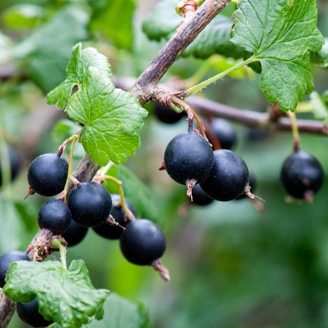 Hovedbilde Jostabær