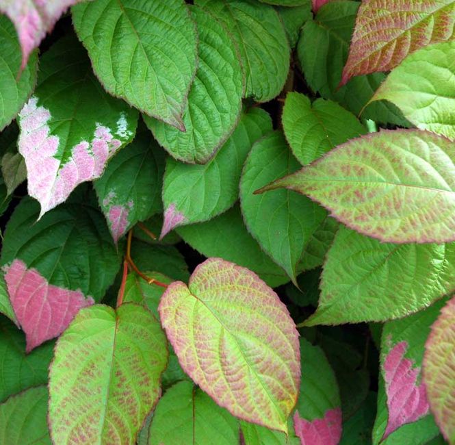 Hovedbilde Rødkattebusk