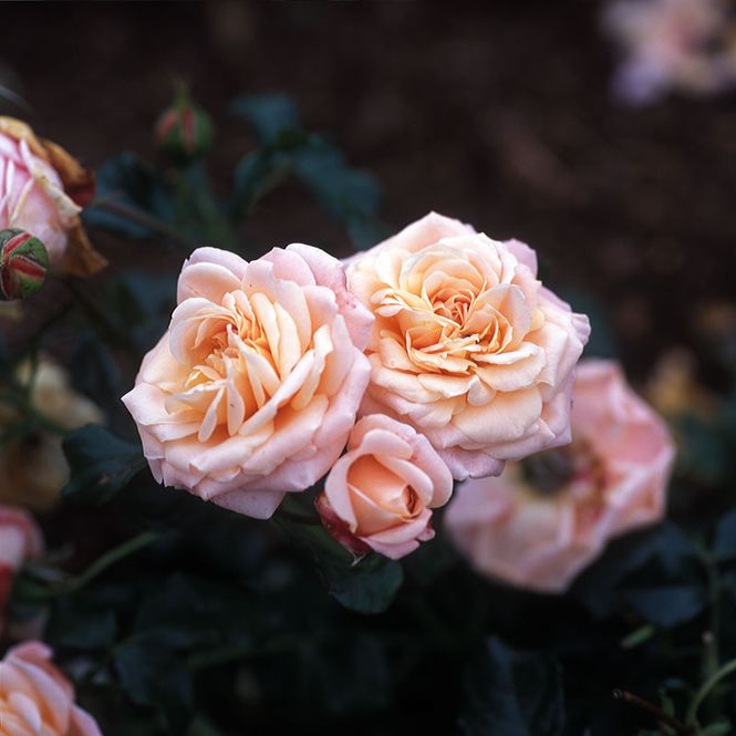 Hovedbilde Rose 'New Dawn' Slyng/klatre-