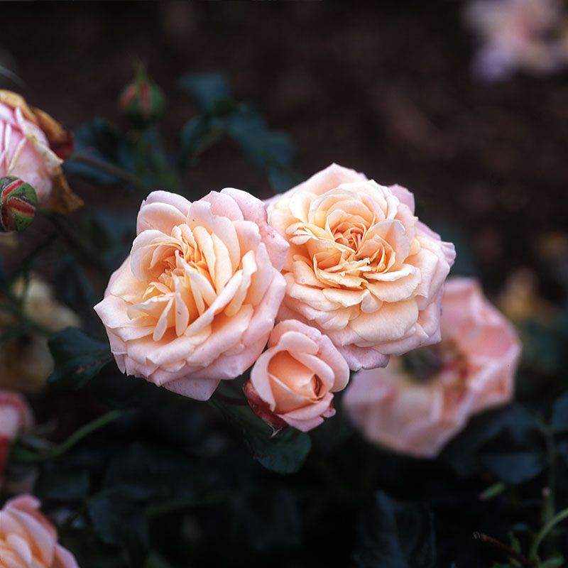 Rose 'New Dawn' Slyng/klatre-