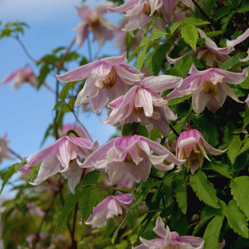 Hageklematis 'Propertius'