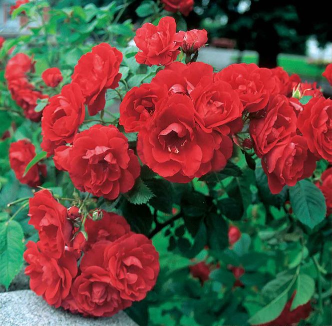 Hovedbilde Rose 'Flammentanz' Slyng/klatre-