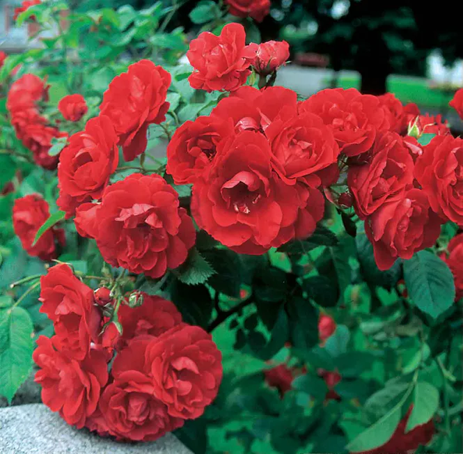 Hovedbilde Rose 'Flammentanz' Slyng/klatre-
