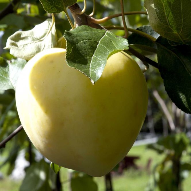 Hovedbilde Epletre, 'Transparente Blanche'