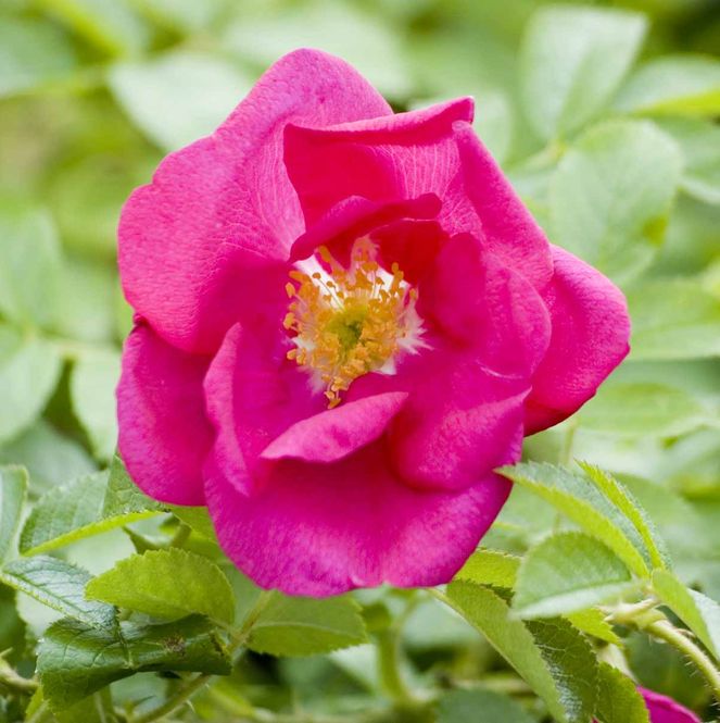 Hovedbilde Rynkerose 'Edvarda' Hamsunrose, Busk-