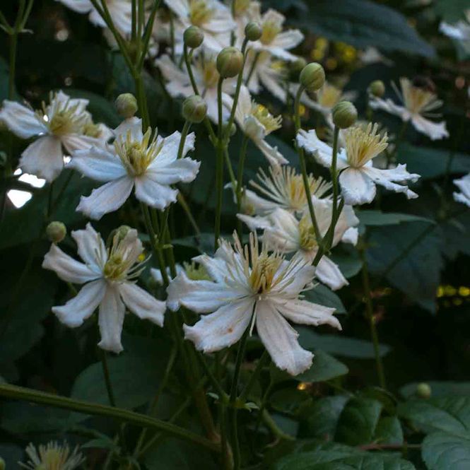 Hovedbilde Hageklematis 'Paul Farges'/ 'Summersnow'