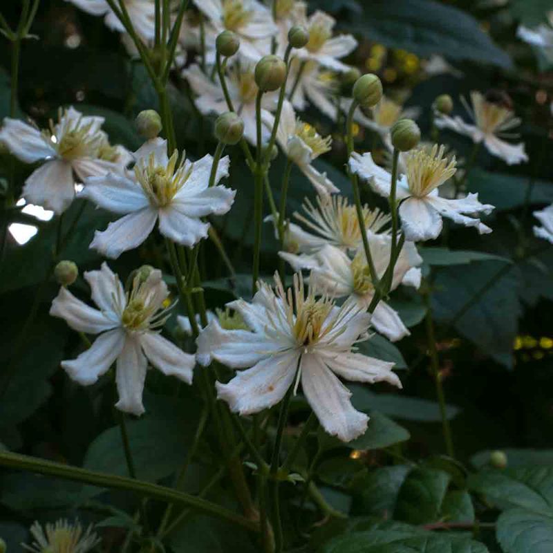 Hageklematis 'Paul Farges'/ 'Summersnow'