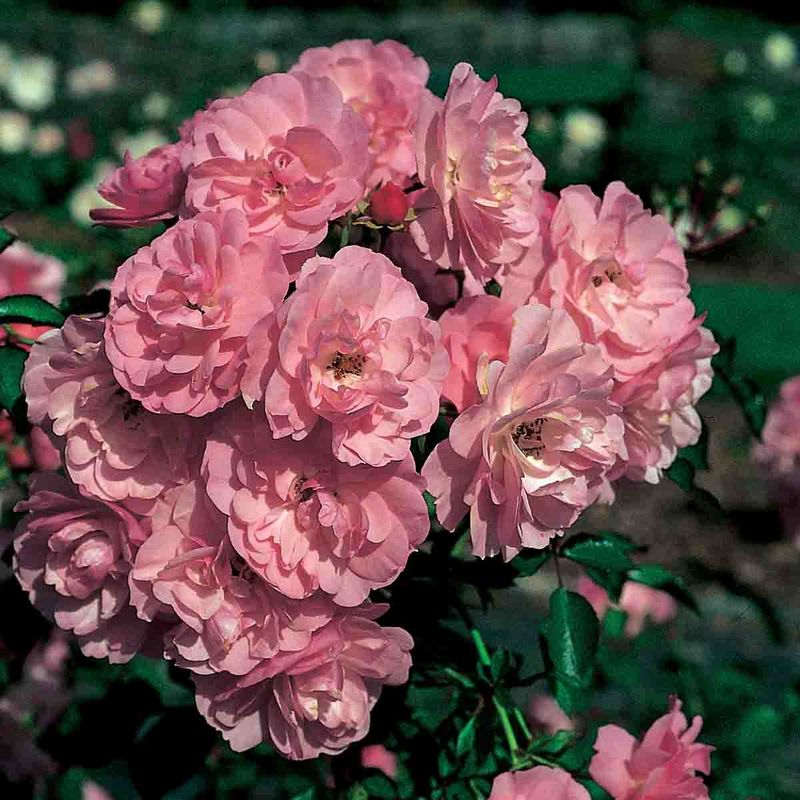 Klaserose 'Bonica', Busk-