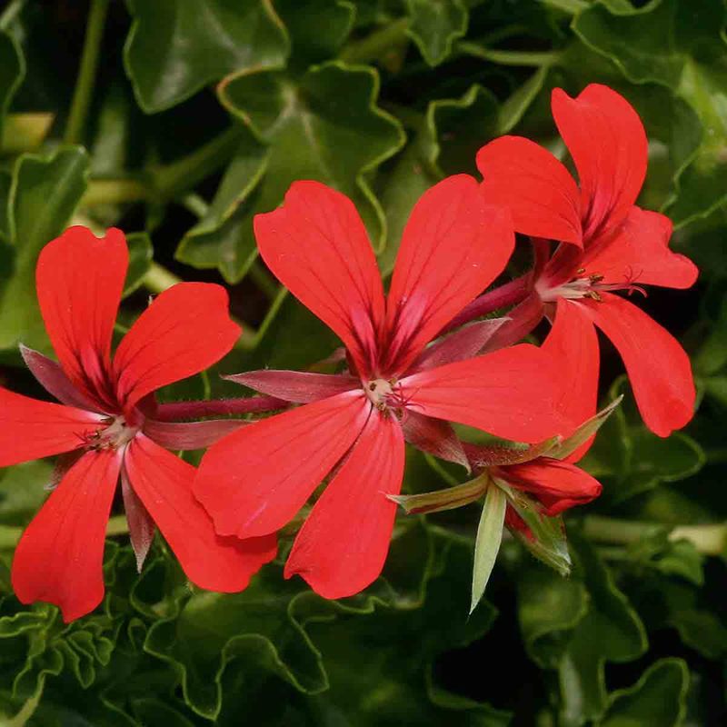 Pelargonium Slyng/henge