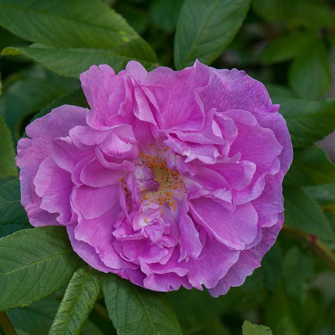 Hovedbilde Kanadisk rose  'Thérèse Bugnet' Busk-