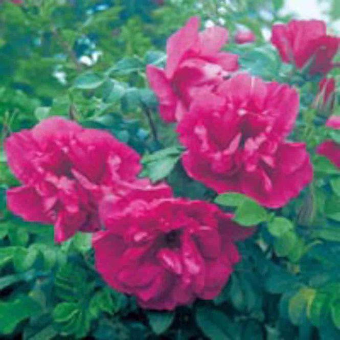 Hovedbilde Rynkerose  'Moje Hammerberg' Busk-