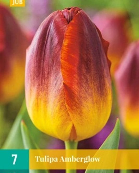Hovedbilde Tulipanløk, Triumph- 'Amberglow' 7pk