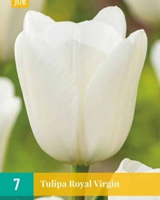 Hovedbilde Tulipanløk, Triumph- 'Royal Virgin' 7pk