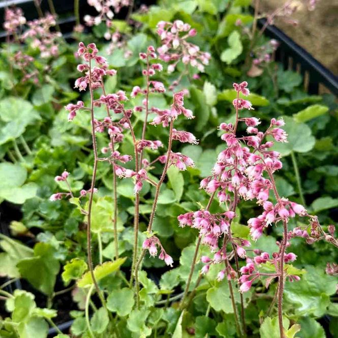 Hovedbilde Alunrot 'Coral Petite'