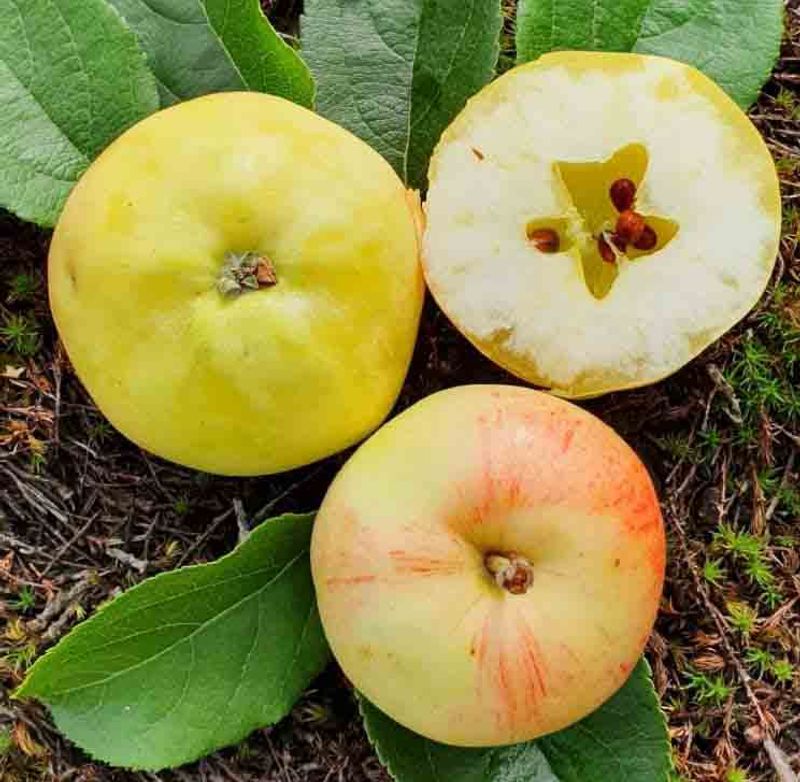 Epletre  'Jeposmätto' 