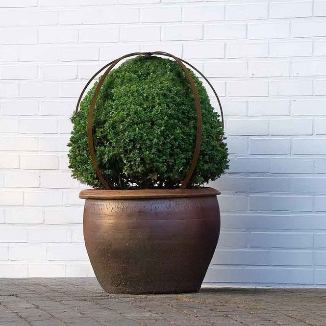Hovedbilde Topiary ball