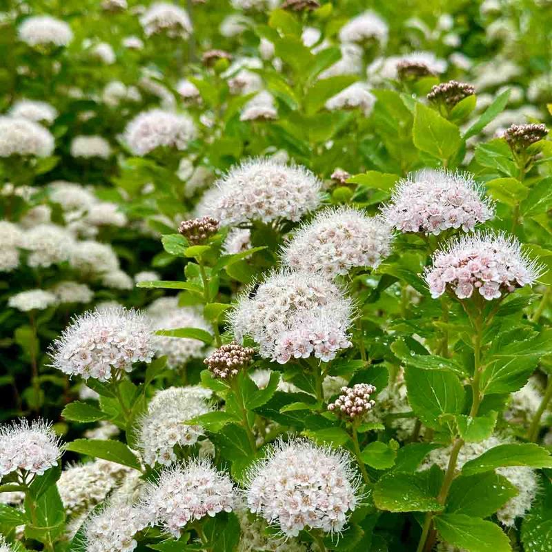 Bjørkebladspirea 'Umeå'