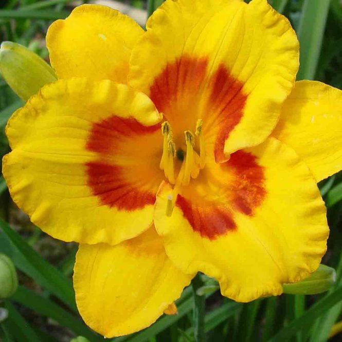 Hovedbilde Daglilje 'Fooled me'