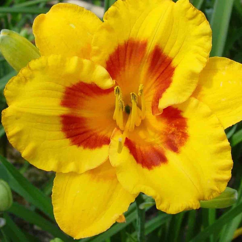 Daglilje 'Fooled me'