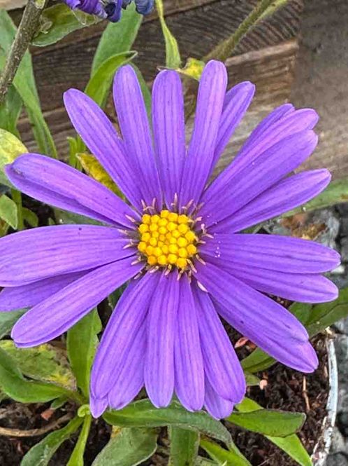 Hovedbilde Asters, Alpe- 'Dunkle Schöne'