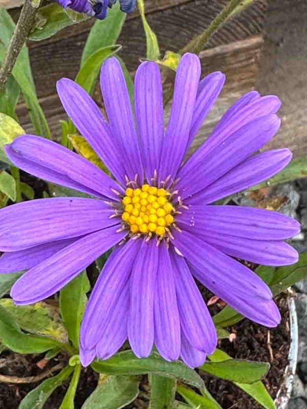 Asters, Alpe- 'Dunkle Schöne'