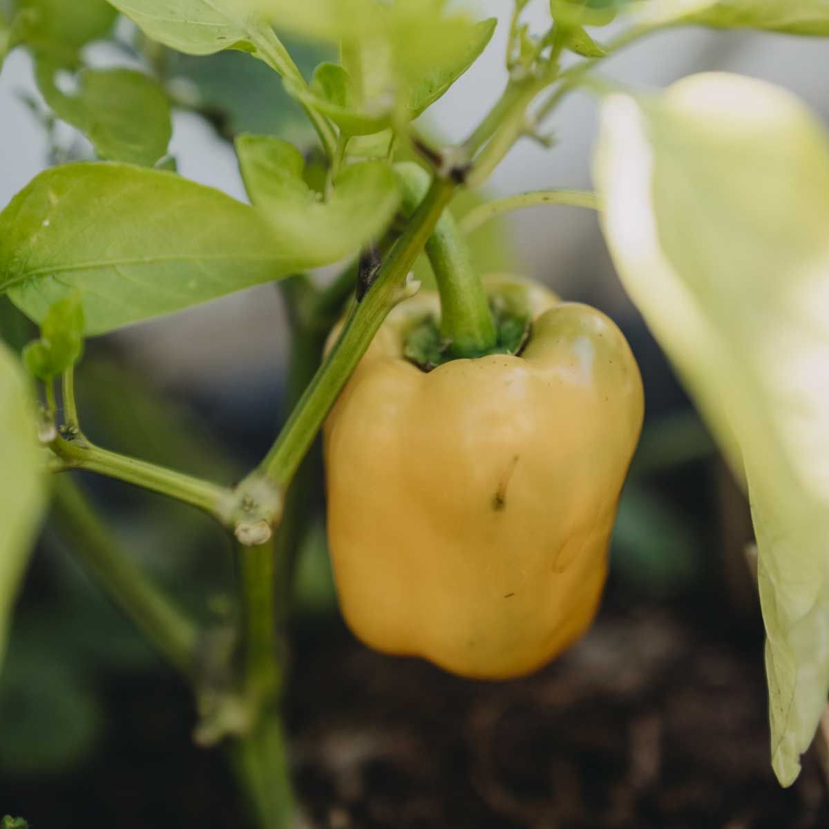 Paprika, forkultivert