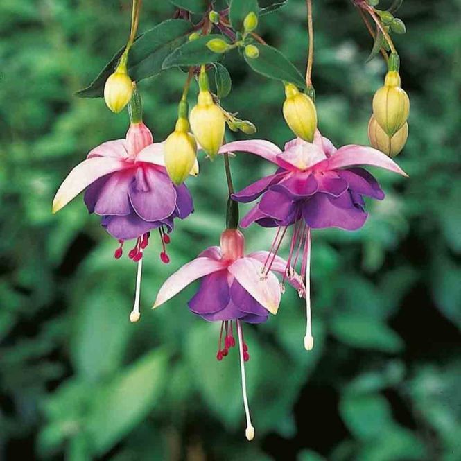 Hovedbilde Fuchsia, Henge-