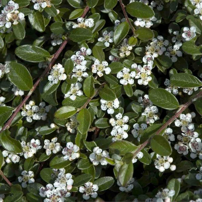 Hovedbilde Teppemispel  'Graff'