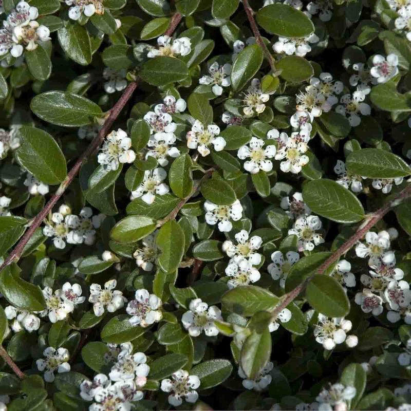 Teppemispel  'Graff'