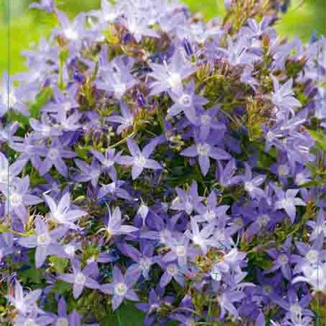 Hovedbilde Klokke, Stjerne-  'Stella'