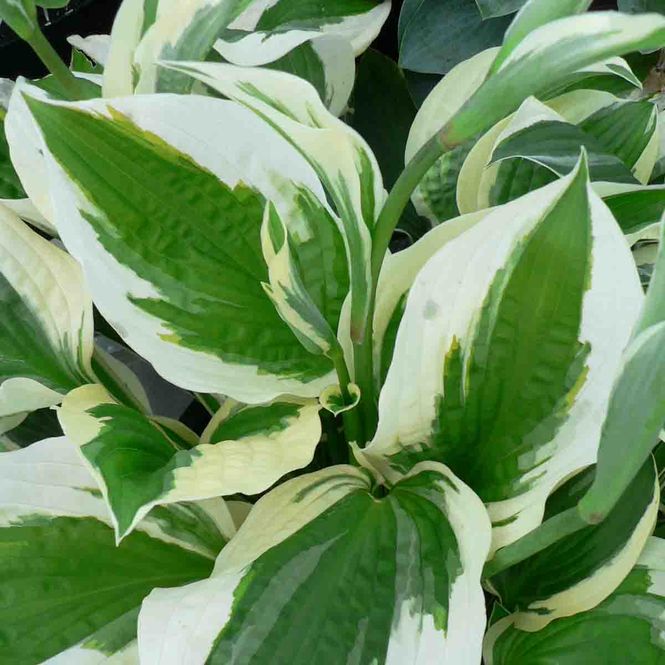 Hovedbilde Hosta 'Patriot'