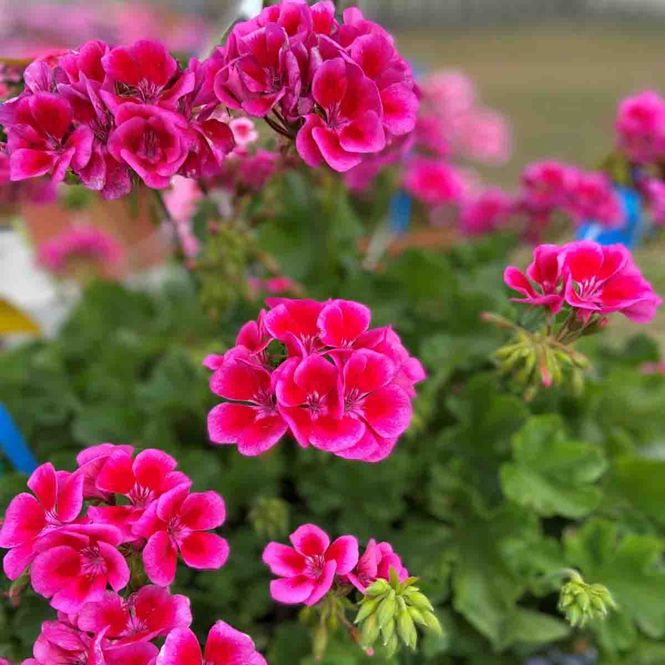 Hovedbilde Pelargonium, hage- 